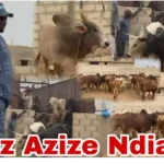 Nécrologie : L’ancien lutteur Robert Diouf est décédé