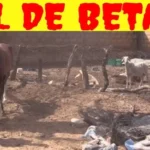 (Vidéo)- Baisse de salaire à la Tfm – Bijou Ndiaye « Wagni nane sama boss parce que… »