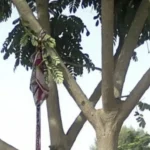 Série – Bété Bété – saison 3- épisode 46: Bande annonce